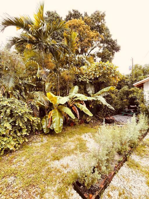 Bienvenidos A La Pequena Selva De Legnalife * Homestead